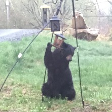 Mama Bear visited the feeders this week.