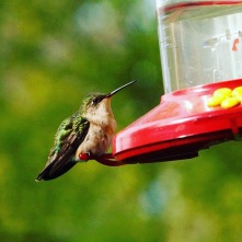 Female Hummingbird resting on the feeder