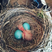 A newly hatched Robin in our tool shed