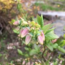 Blueberry Blooms