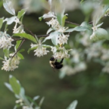 Bumble bee on Honeysuckle