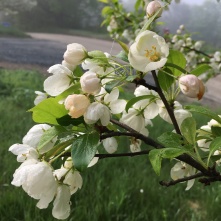 Early morning fog on the crabapple tree